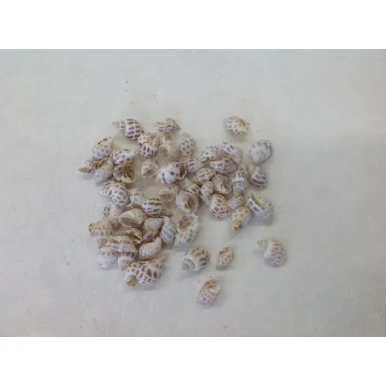 Schelpen babylonica +/-1kg