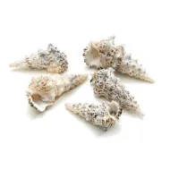 Shells cerithium nodulosum 1kg
