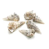 Shells cerithium nodulosum +/-200gr