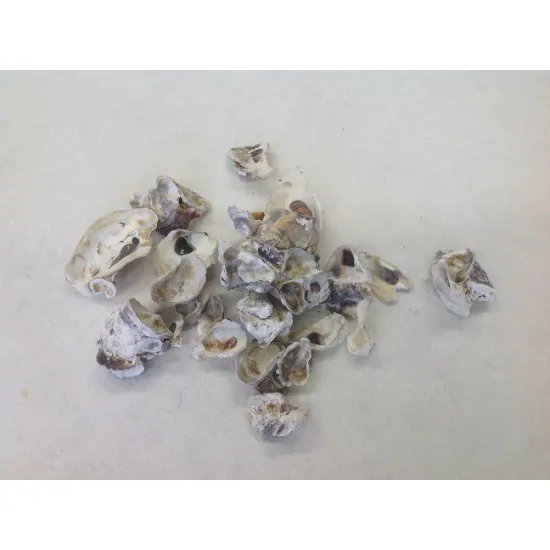 Shells oister (crassostrea gigas) +/-1kg
