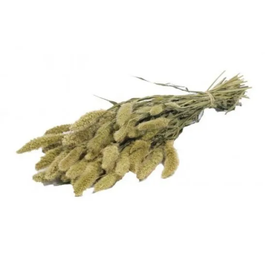 Setaria natural