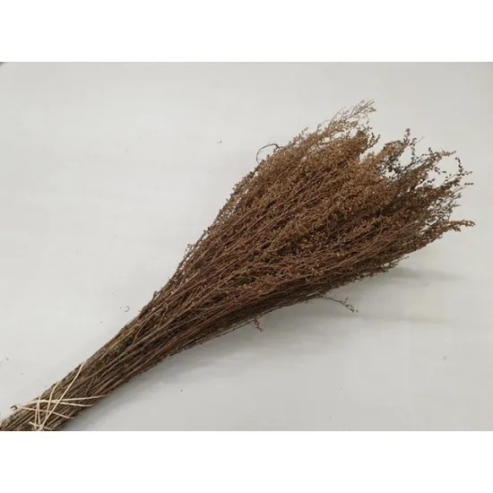 Solidago naturel