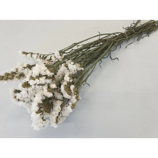 Statice sinuata blanc naturel