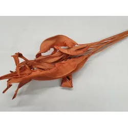 Strelitzia long orange (apricot) 10pcs