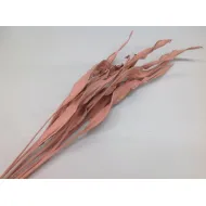 Strelitzia long powder rose 10pcs