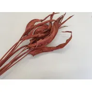 Strelitzia long terracotta 10pcs