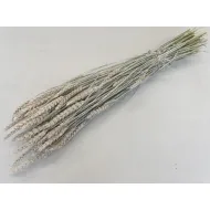 Tarwe frosted white