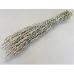 Ble (triticum) frosted white