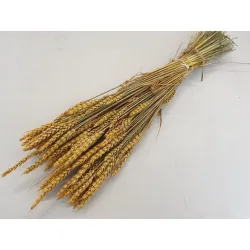 Ble (triticum) jaune