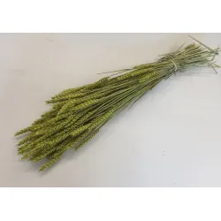 Ble (triticum) vert
