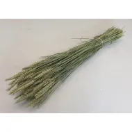 Ble (triticum) naturel