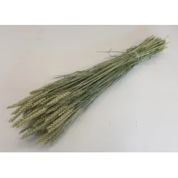 Ble (triticum) naturel