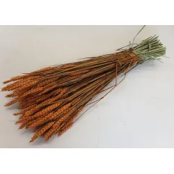 Ble (triticum) orange
