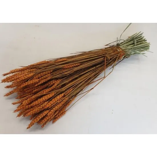 Wheat orange