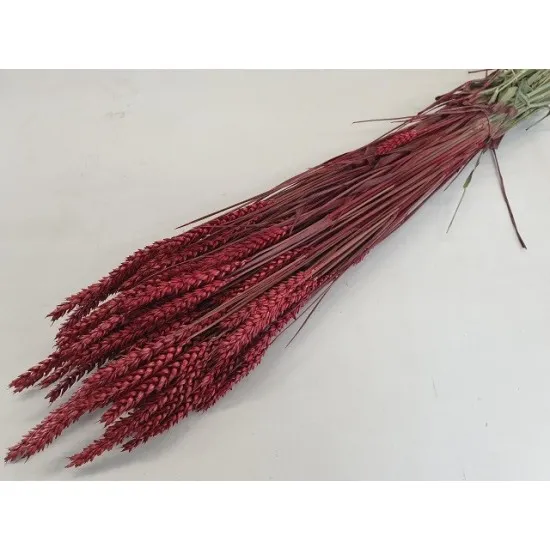 Ble (triticum) rouge