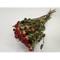 Trosrozen oranje naturel