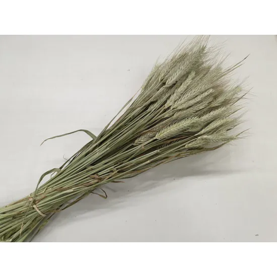 Triticale natural