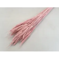 Triticale pastel rose