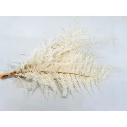 Fern bleached and preserved 10pcs