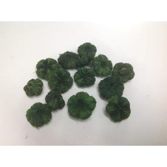 Wild apple mini / paras peeple vert fonce +/-250gr