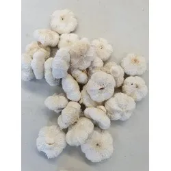 Wild apple mini bleached +/-250gr