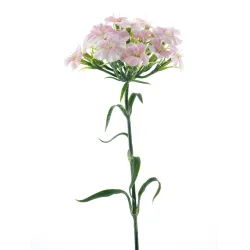 Dianthus spray rose 55cm