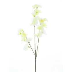Lathyrus creme 57cm
