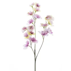 Lathyrus purpre 57cm
